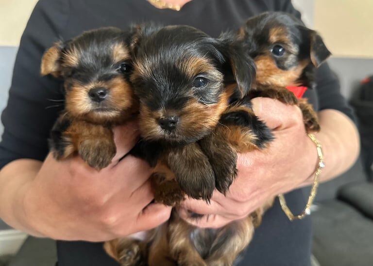 Yorkie Puppies for Sale in Bolton, Greater Manchester