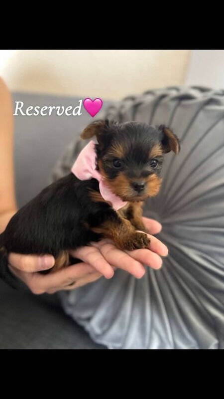 Yorkie Puppies for Sale in Bolton, Greater Manchester | Image 2
