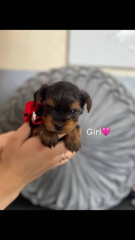 Yorkie Puppies for Sale in Bolton, Greater Manchester | Image 3