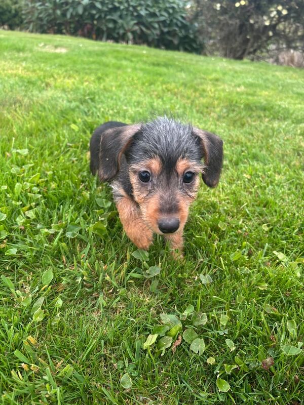 Yorkshire Terrier puppies for sale in Newry, County Armagh – 9 weeks old