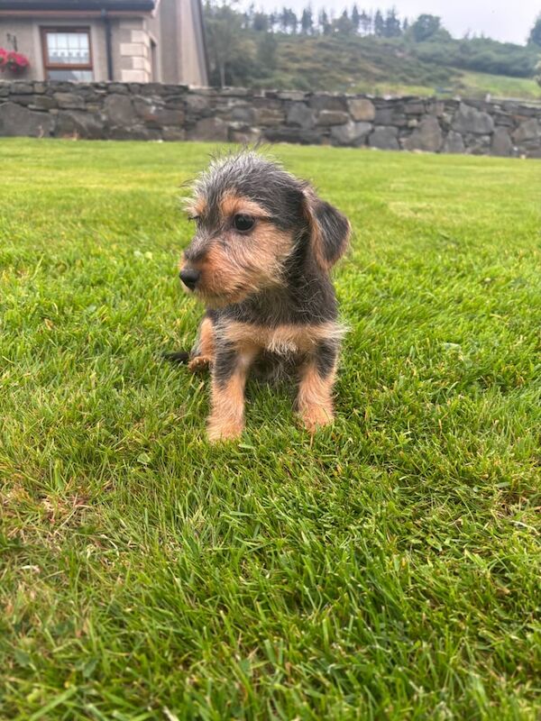 Yorkshire Terrier puppies for sale in Newry, County Armagh – 9 weeks old - Image 3 of 3