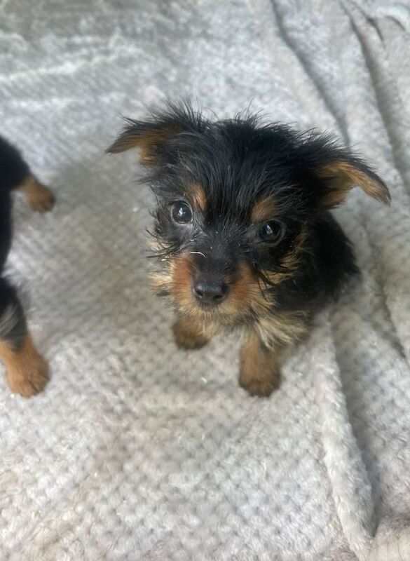 Yorkie puppies for sale
