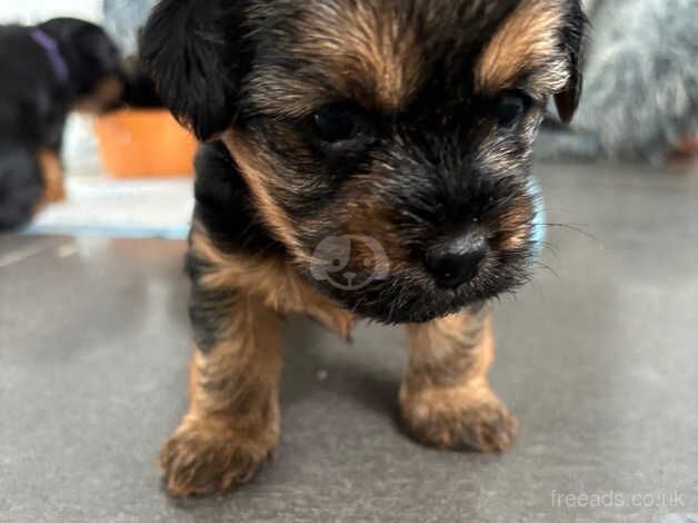 Yorkie puppies for sale in Pontefract, West Yorkshire