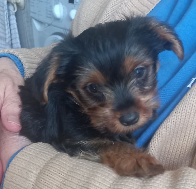 yorkie puppy 10 weeks for sale in Rugby, Warwickshire