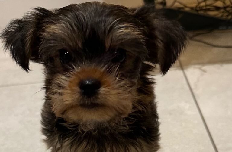Yorkshire Terrier puppies for sale in Crumlin, County Antrim – 10 weeks old