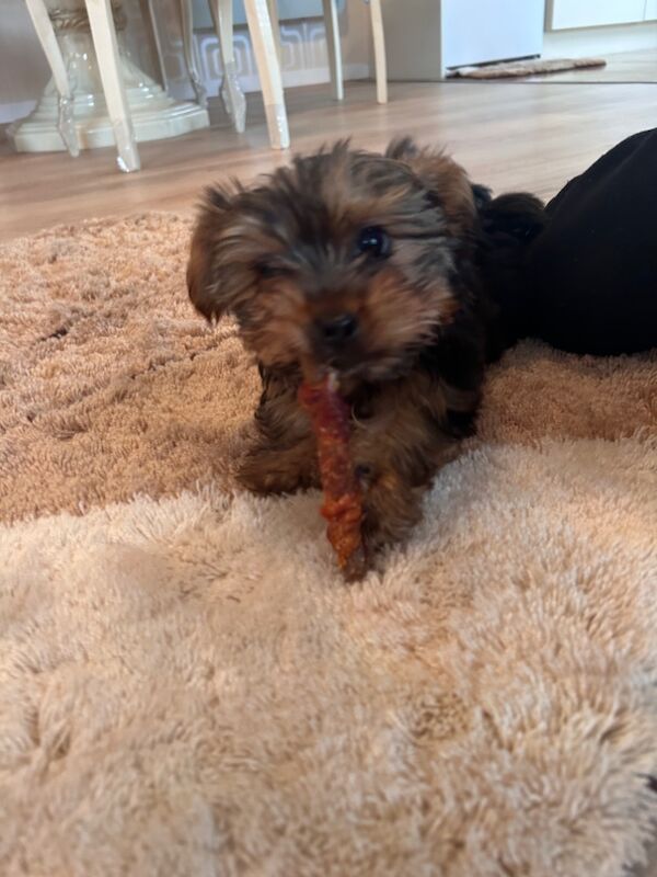 Yorkshire Terrier puppies for sale in Sandycroft, Clwyd – 12 weeks old