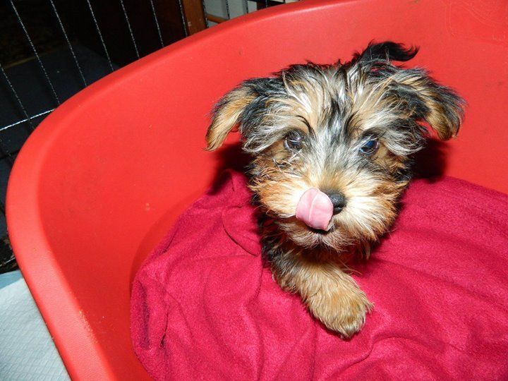 Yorkie pups for sale in Llangefni, Gwynedd