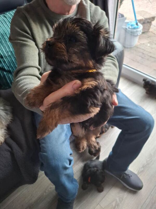 Yorkshire Terrier puppies for sale in Newtownards, County Down – 4 months old - Image 2 of 5