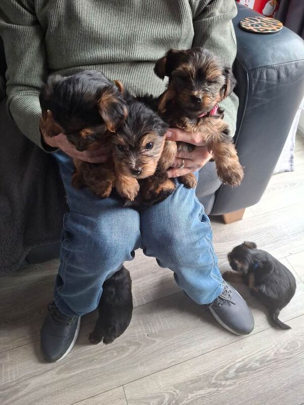 Yorkshire Terrier puppies for sale in Newtownards, County Down – 4 months old - Image 4 of 5