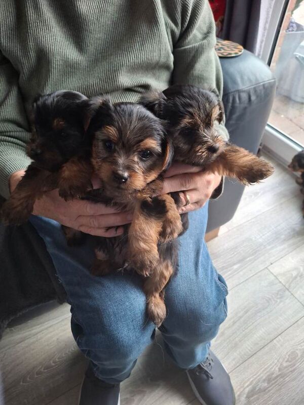 Yorkshire Terrier puppies for sale in Newtownards, County Down – 4 months old - Image 5 of 5