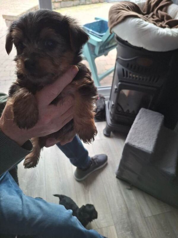 Yorkshire Terrier puppies for sale in Newtownards, County Down – 10 weeks old - Image 2 of 4