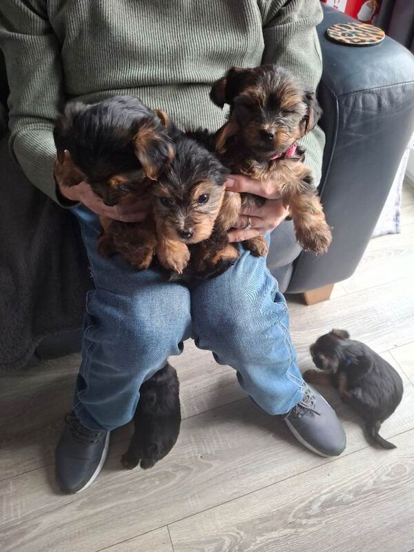 Yorkshire Terrier puppies for sale in Newtownards, County Down – 10 weeks old - Image 4 of 4