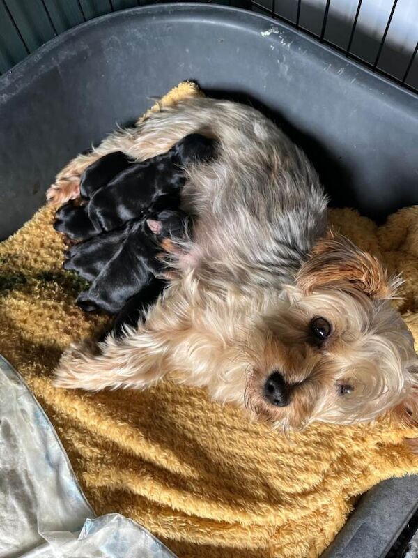 Yorkshire Terrier puppies for sale in Newtownards, County Down – 7 weeks old
