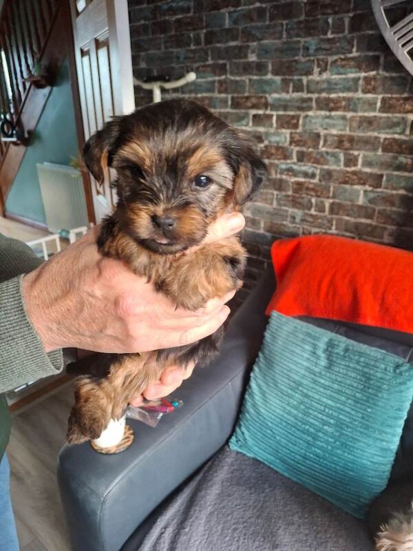 Yorkshire Terrier puppies for sale in Newtownards, County Down – 4 months old - Image 2 of 4