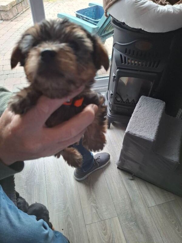 Yorkshire Terrier puppies for sale in Newtownards, County Down – 4 months old - Image 4 of 4