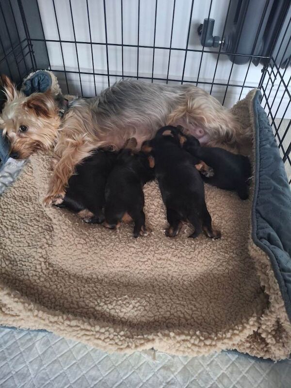 Yorkie pups