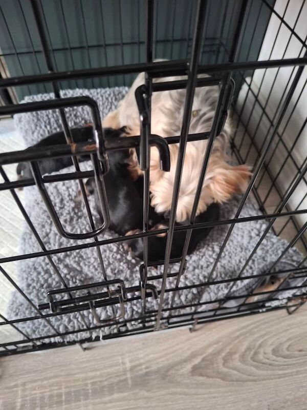 Yorkie pups - Image 2 of 6