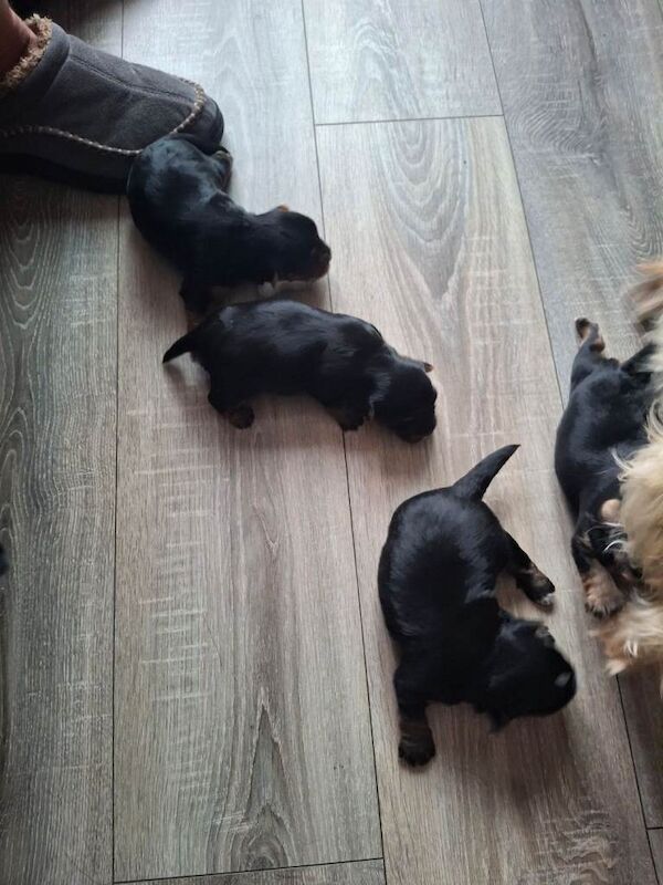 Yorkie pups - Image 3 of 6