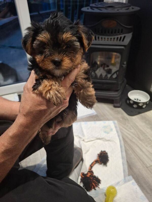 Yorkie pups - Image 4 of 6