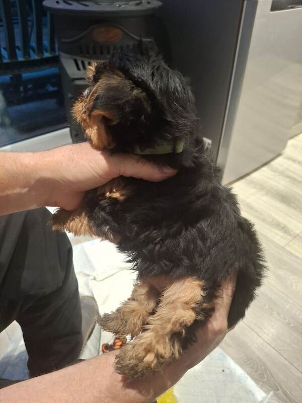 Yorkie pups - Image 5 of 6
