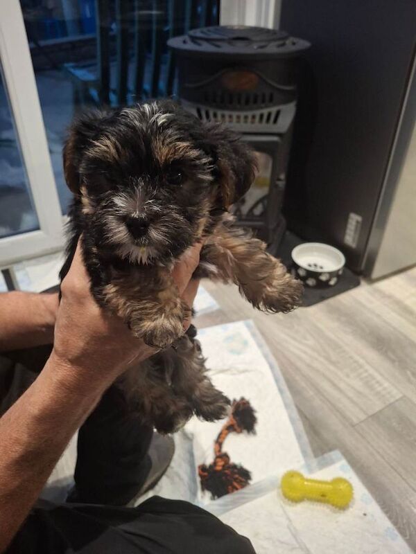 Yorkie pups - Image 6 of 6