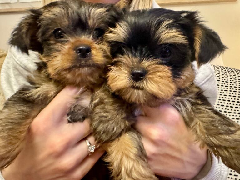 Yorkie Puppies For Sale