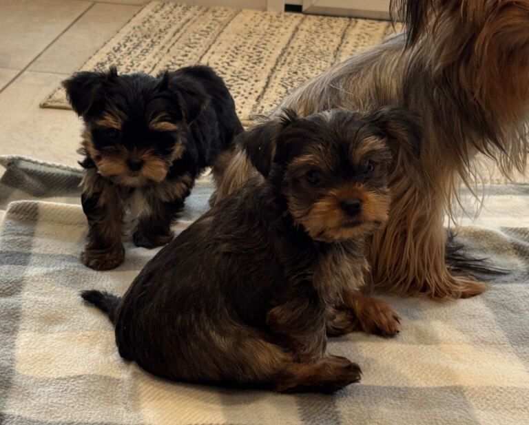 Yorkshire Terrier puppies for sale in Crumlin, County Antrim – 8 weeks old - Image 2 of 3
