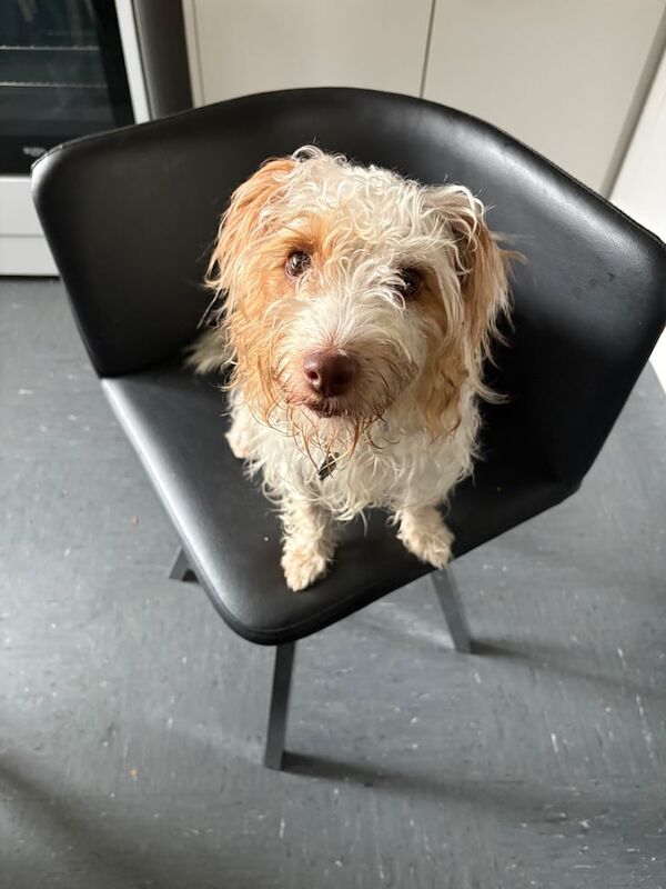 Yorkshire Terrier puppies for sale in Newcastle upon Tyne, Tyne and Wear – 1 year old