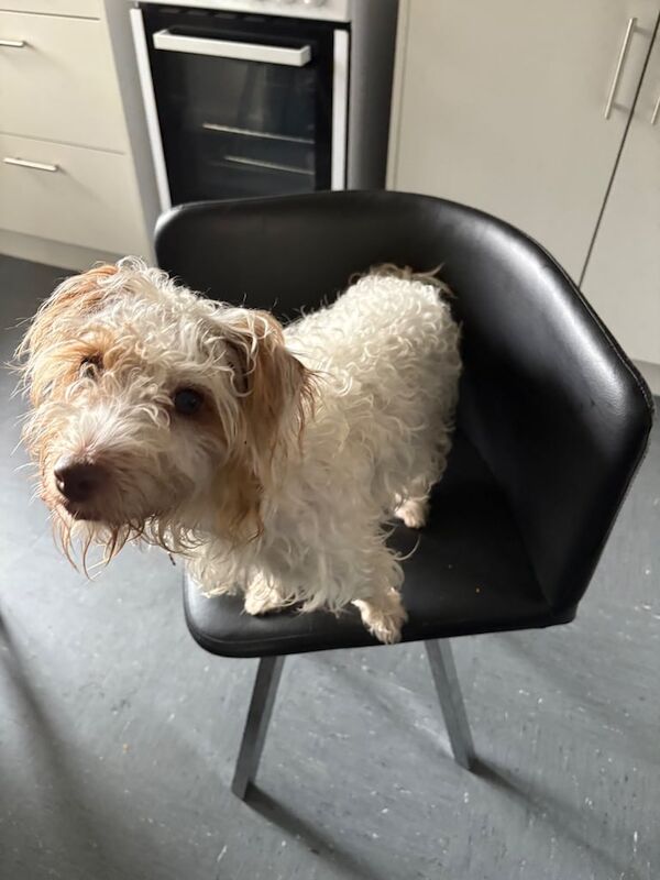 Yorkshire Terrier puppies for sale in Newcastle upon Tyne, Tyne and Wear – 1 year old - Image 2 of 3