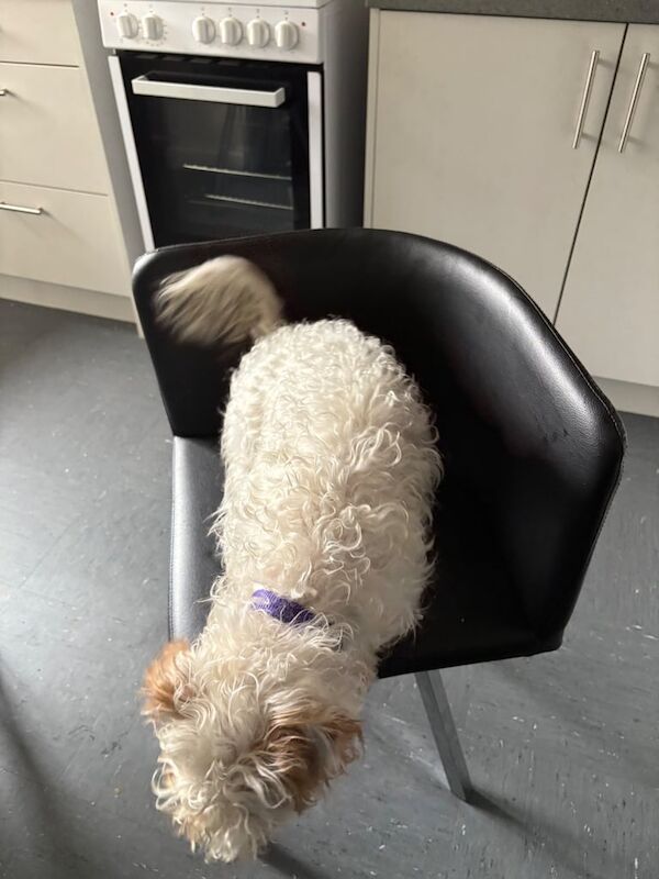 Yorkshire Terrier puppies for sale in Newcastle upon Tyne, Tyne and Wear – 1 year old - Image 3 of 3