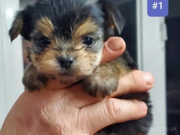 Yorkie terrier boys and girls for sale in Stockport, Greater Manchester
