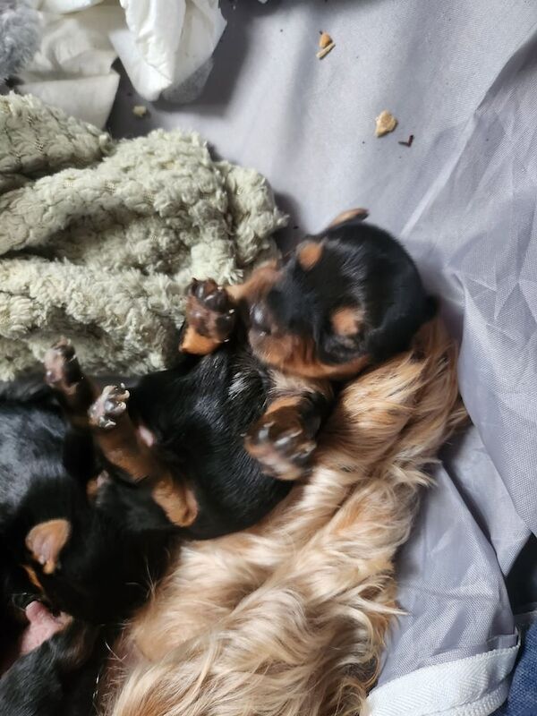 Yorkie terriers for sale in South Side, City of Edinburgh