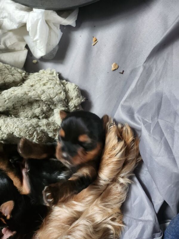 Yorkie terriers for sale in South Side, City of Edinburgh | Image 2
