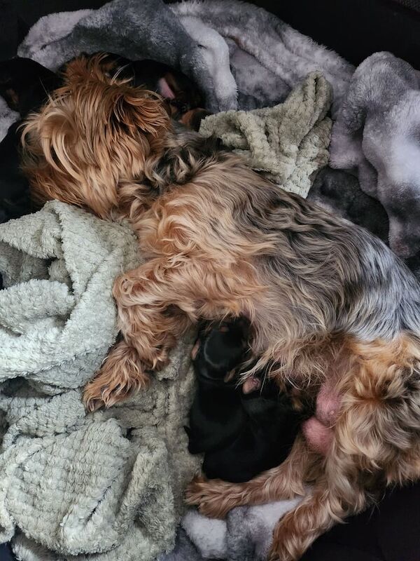 Yorkie terriers for sale in South Side, City of Edinburgh | Image 3