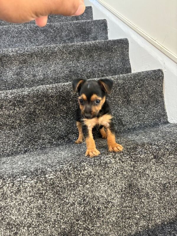 Yorkie x