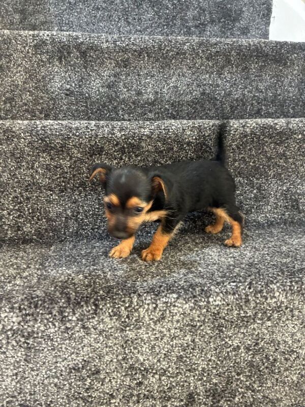 Yorkie x - Image 2 of 3