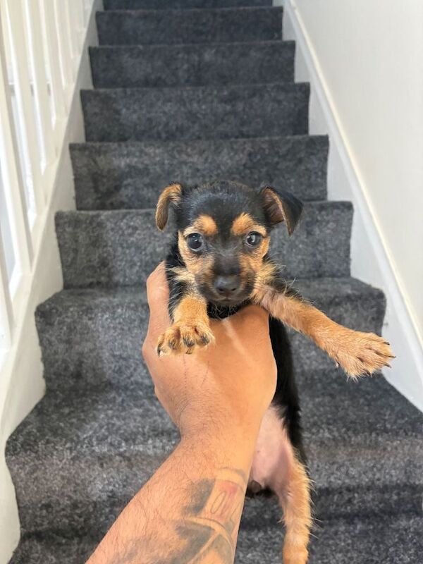 Yorkie x - Image 3 of 3