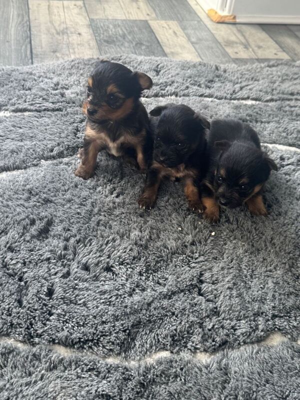 Yorkie x bichon puppies