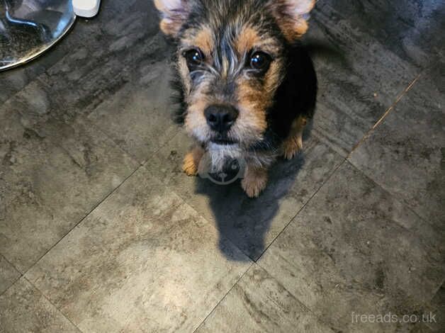 Yorkie x boarder terrier for sale in Hillingdon, Hillingdon, Greater London