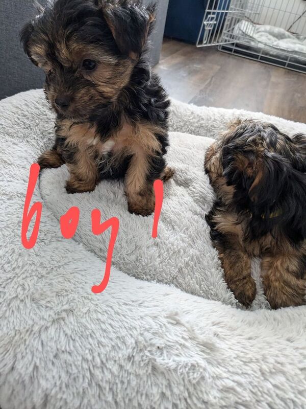 Yorkie x Chorkie for sale in Little Hulton, Greater Manchester