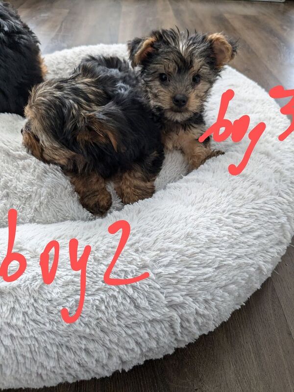 Yorkie x Chorkie for sale in Little Hulton, Greater Manchester | Image 2