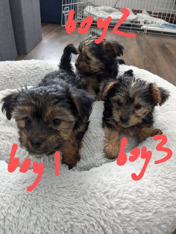 Yorkie x Chorkie for sale in Little Hulton, Greater Manchester - Image 3