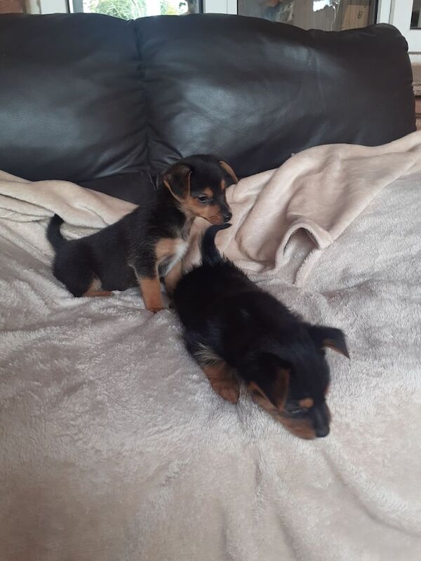Yorkshire Terrier puppies for sale in Exeter, Devon – 8 weeks old