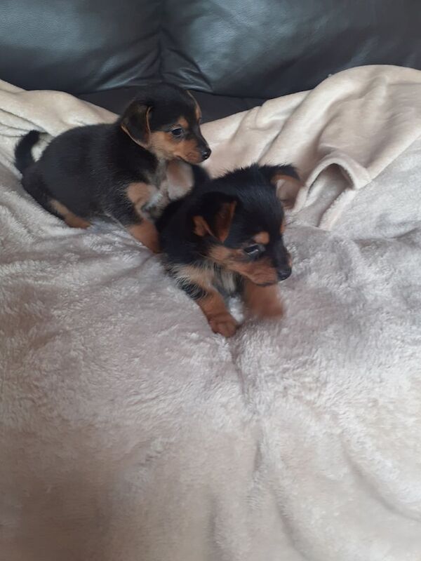 Yorkshire Terrier puppies for sale in Exeter, Devon – 8 weeks old - Image 2 of 3