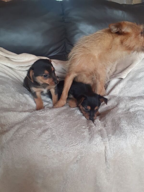 Yorkshire Terrier puppies for sale in Exeter, Devon – 8 weeks old - Image 3 of 3