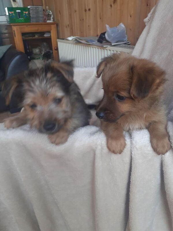 Yorkie x pups