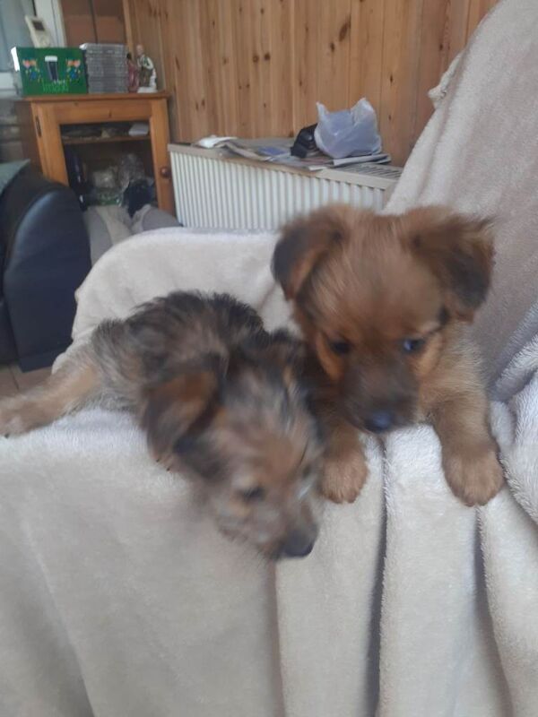 Yorkie x pups - Image 2 of 5