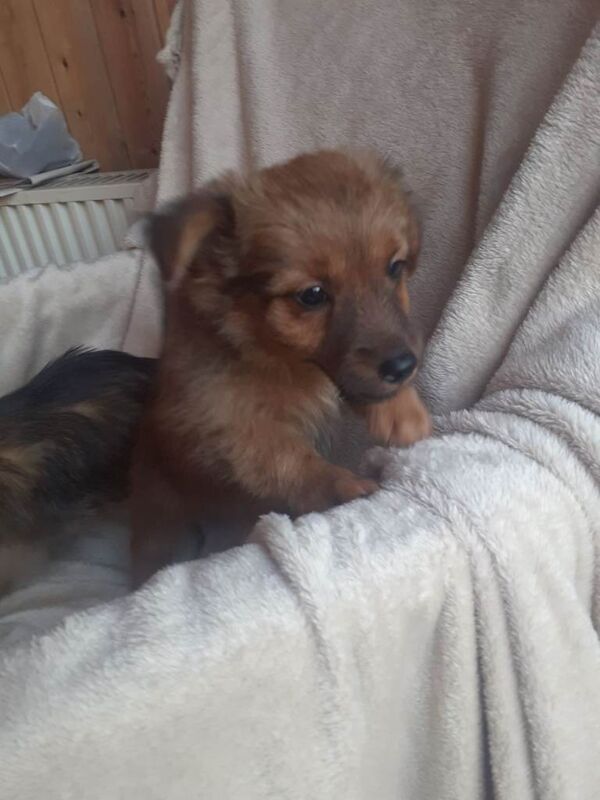Yorkie x pups - Image 3 of 5