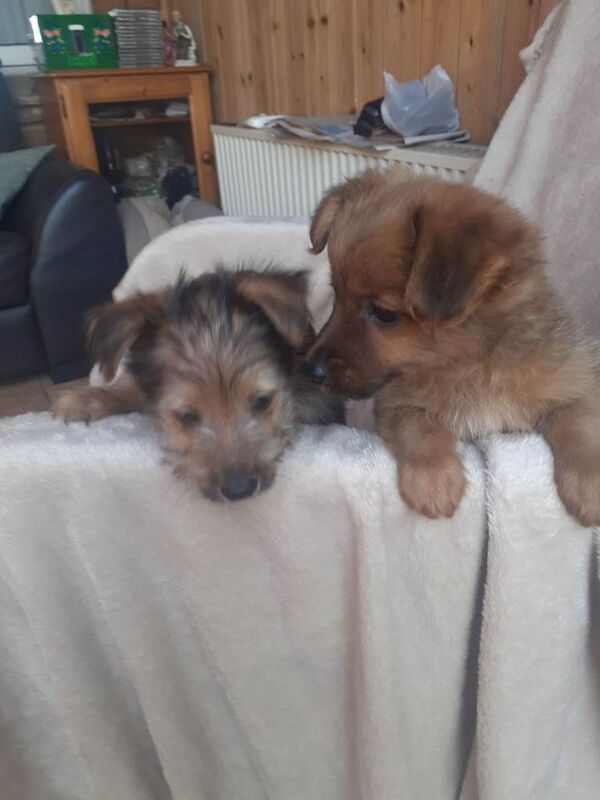 Yorkie x pups - Image 4 of 5