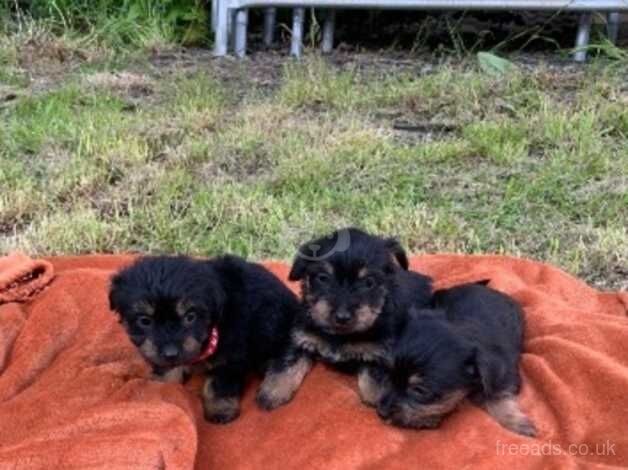 Yorkie x terrier for sale in Maidstone, Kent